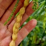 Prosopis juliflora Fruit