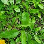 Plantago rugelii Folha