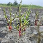 Salicornia europaeaFolha