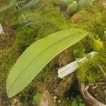 Bulbophyllum longiflorum ഇല