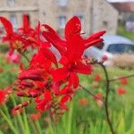 Crocosmia x crocosmiiflora Flor