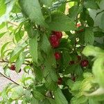 Prunus japonica 果実