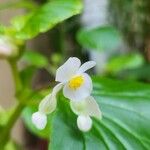 Begonia hirtella 花