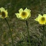 Pulsatilla alpina Квітка