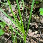 Allium canadense Rinde