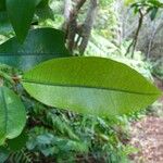 Erythroxylum laurifolium Leaf