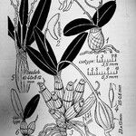 Dendrobium ngoyense Máis
