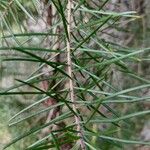 Persoonia linearis