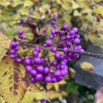 Callicarpa japonica Fruit