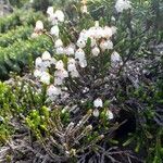 Cassiope mertensiana 花