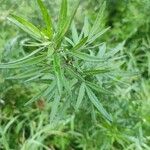 Artemisia verlotiorum ഇല