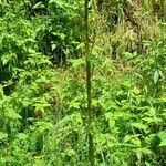 Cirsium palustre Natur