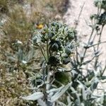 Cynoglossum magellense Hoja