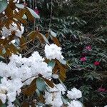 Rhododendron campanulatum Hábitos