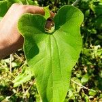 Aristolochia pilosa Ліст