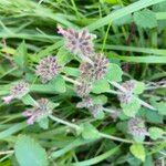 Clinopodium vulgareBlomst