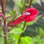 Lobelia cardinalis Flower