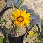 Gazania linearis Цветок