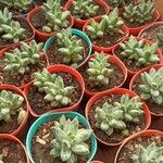 Pachyphytum compactum Žievė