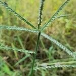 Eleusine indica Fruit