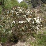 Rhododendron lanatum 整株植物