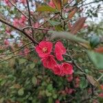 Chaenomeles speciosaFlower