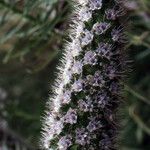 Echium hierrense Flower