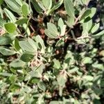 Arctostaphylos columbiana ᱥᱟᱠᱟᱢ