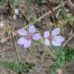 Erodium lebelii പുഷ്പം