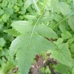 Sonchus arvensis Leaf