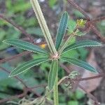 Galium tricornutumHoja