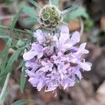 Scabiosa triandra Flower