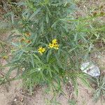 Senecio pterophorus عادت داشتن