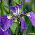 Iris setosa Fiore