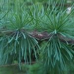 Larix laricina Leaf