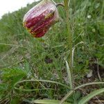 Fritillaria walujewii Цвят