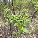 Salix scouleriana Blad