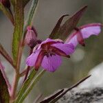 Epilobium conspersum Агульны выгляд