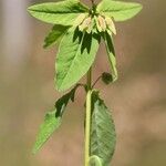 Euphorbia dulcis ശീലം