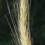 Hordeum bulbosum Ffrwyth