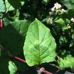 Persicaria chinensis برگ