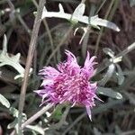Centaurea aspera 花
