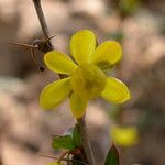 Berberis angulosa Elinympäristö