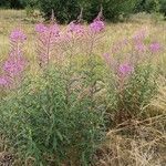 Epilobium angustifolium Hábito