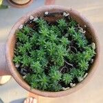 Sedum japonicum Lapas