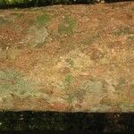 Lecythis idatimon Bark