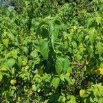 Acalypha fruticosa Lapas