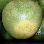 Citrus maximaFruit