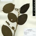 Solanum sendtnerianum