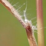 Bromus racemosus Bark